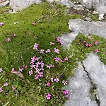 فندق Christophorushuette Am Feuerkogel *