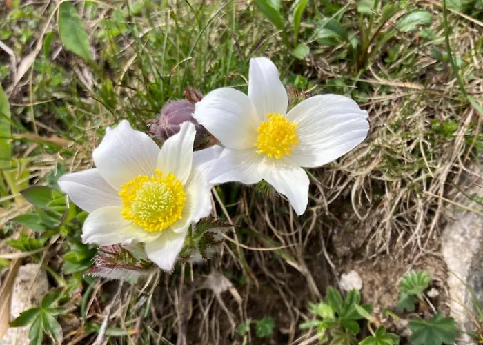 Hotel Christophorushuette Am Feuerkogel *